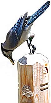 wildlife sciences suet plus suet plug variety 5-pack, close-up detail