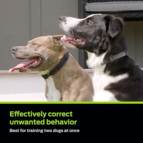 premier pet dog shock collar - safe behavior shown in use
