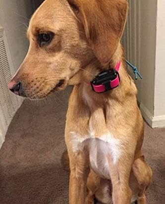 dogtra ys-300 yapper stopper bark activated no-bark collar shown in use