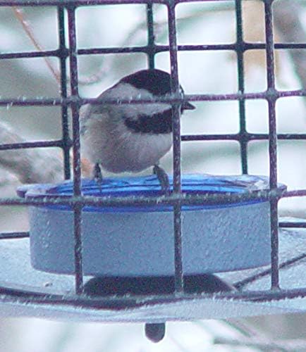 erva starling-proof barrier guard bluebird feeder with glass showing dimensions