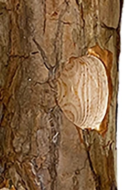 cedar suet log feeder by prime retreat showing dimensions