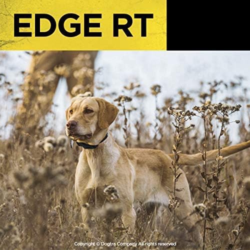 dogtra edge rt additional receiver long range high-output shown in use