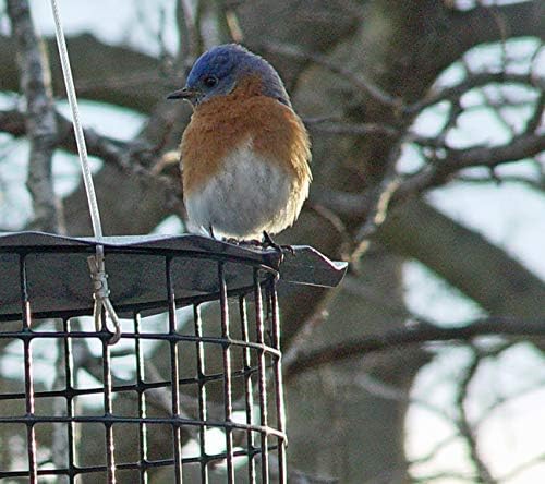 erva starling-proof barrier guard bluebird feeder with glass shown in use