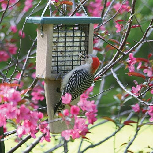birds choice suet feeder with tail prop and shown in use