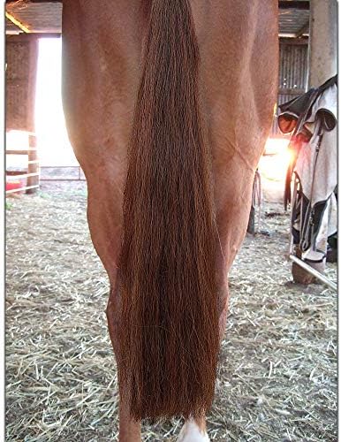 horse tail extensions with braided horsehair loop, blunt, side view