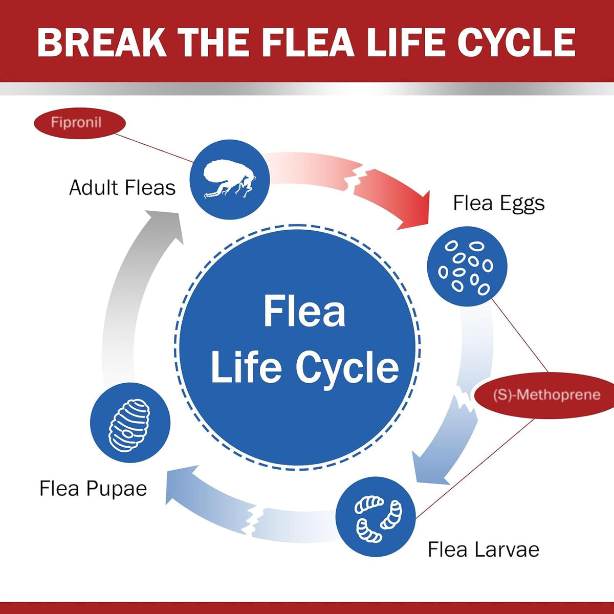 flea and tick prevention for large dogs, flea, close-up detail