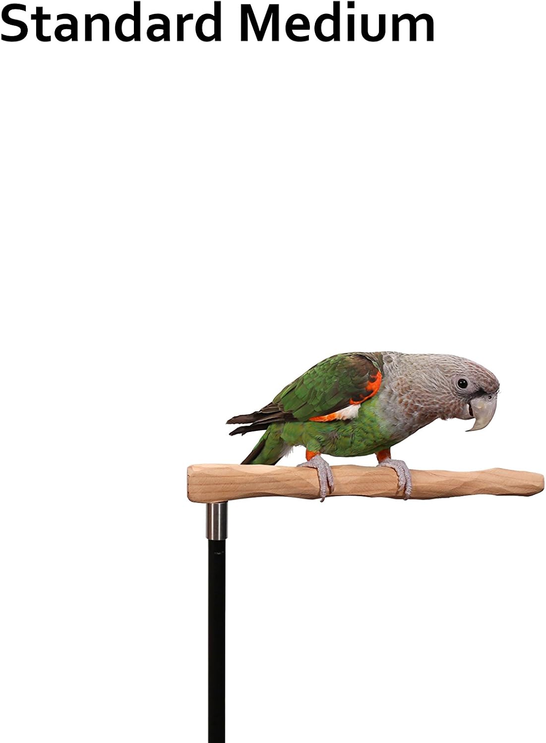 parrot training perch kit (standard, medium) shown in use