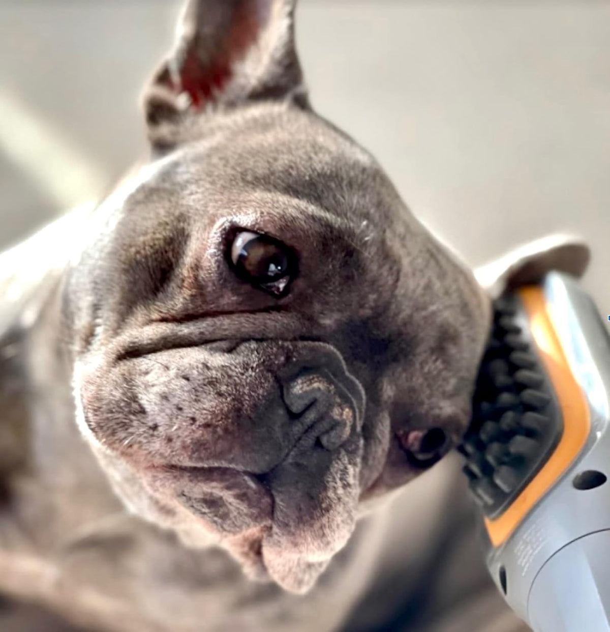 paw wave buzz therapeutic brush vibration pet massager shown in use