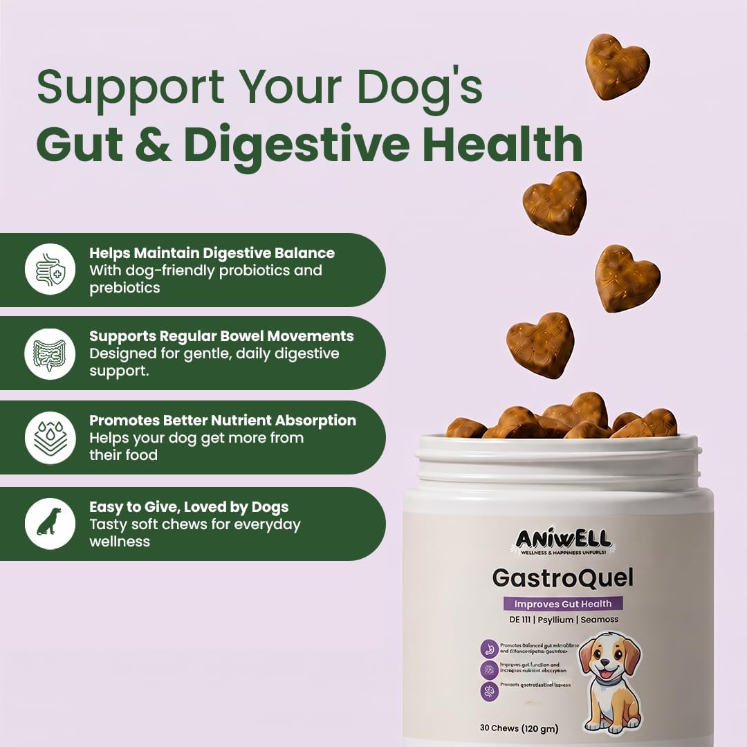 gastroquel probiotics for dogs – yeast infection support shown in use