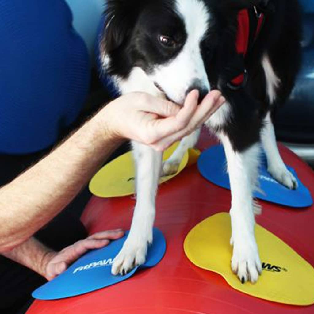 fitpaws® targets, dog fitness and agility training, rehabilitation showing dimensions