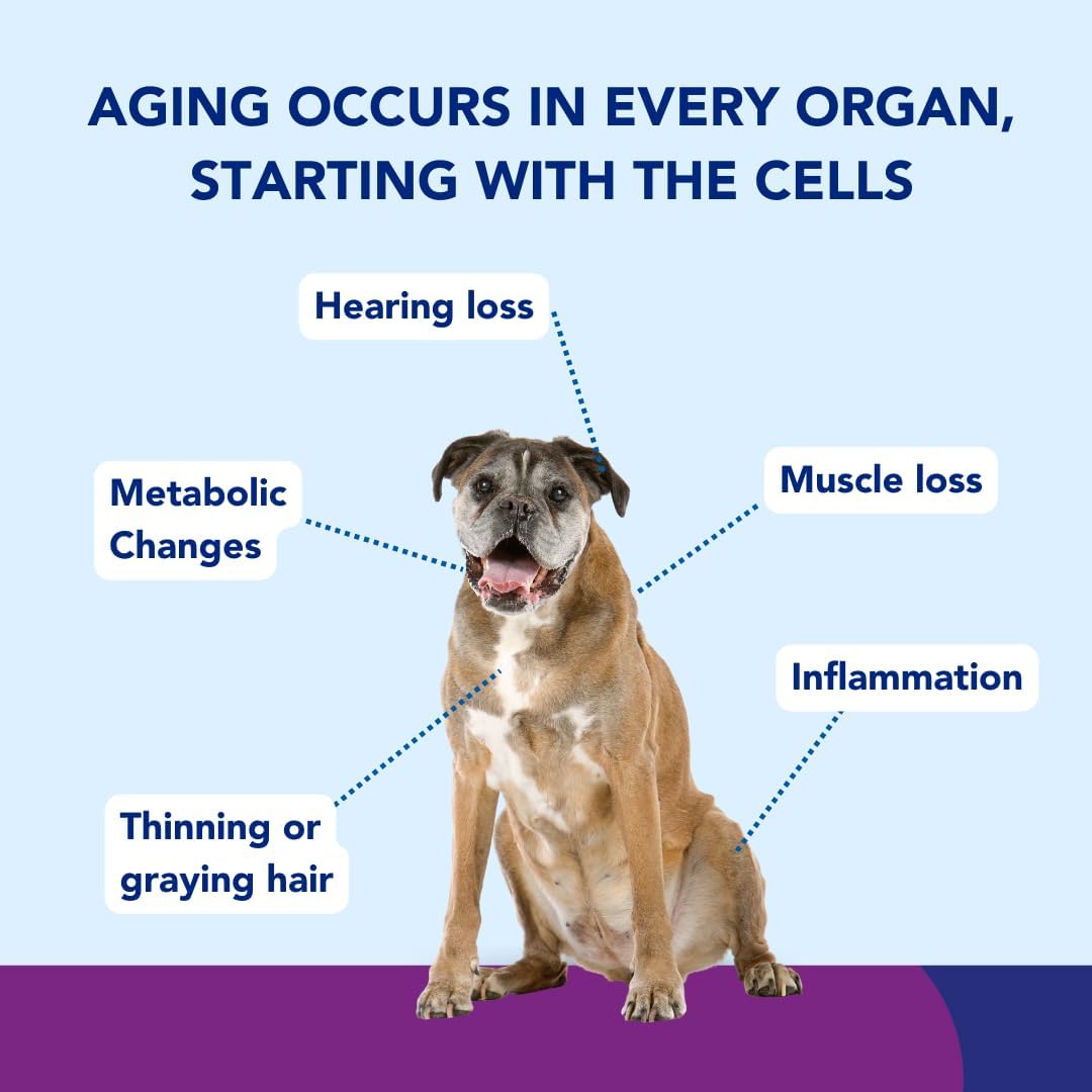 leap years nad+ precursor healthy aging, dog chews, close-up detail