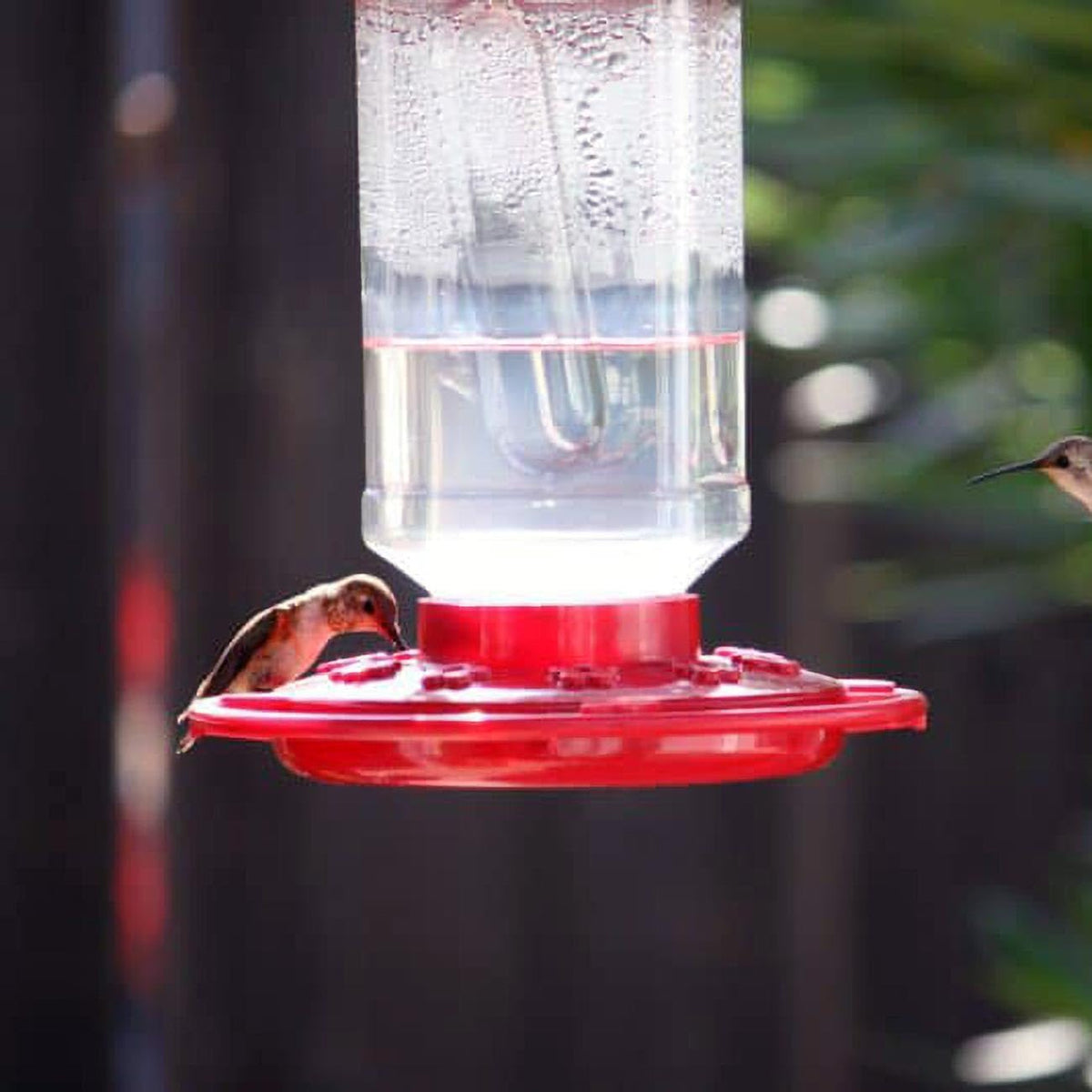 first nature 3055 32-ounce hummingbird feeder (set of, close-up detail