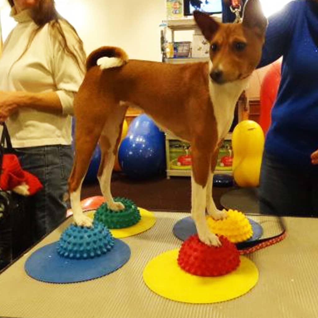 fitpaws® targets, dog fitness and agility training, rehabilitation, side view