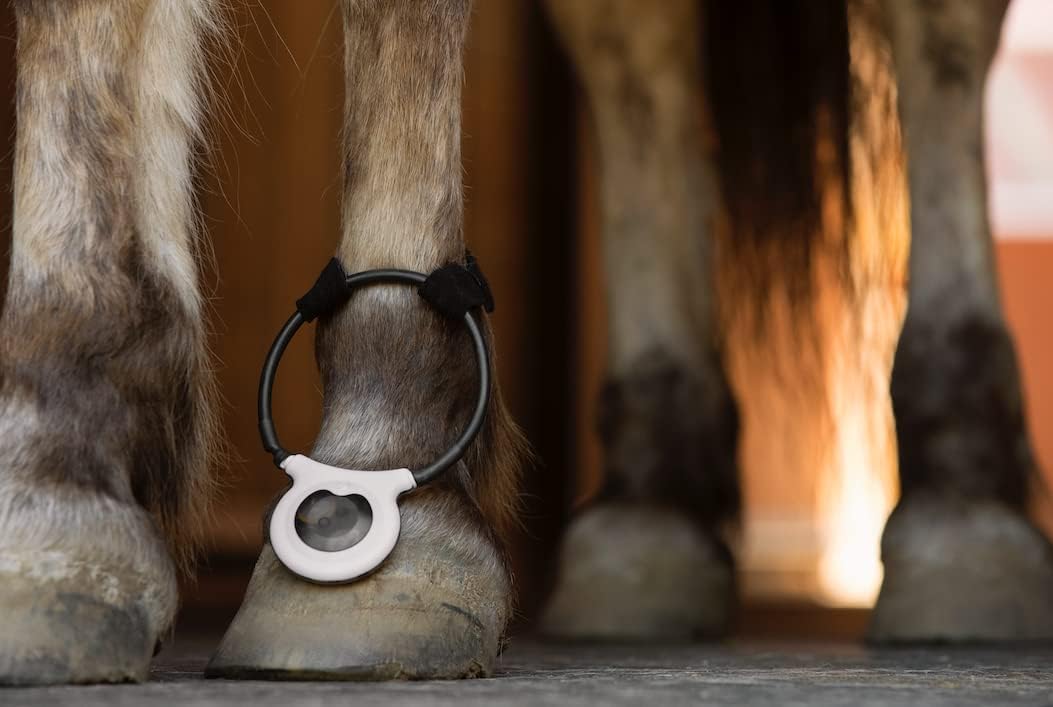 assisi loop 2.0 manual tpemf device for dogs, close-up detail