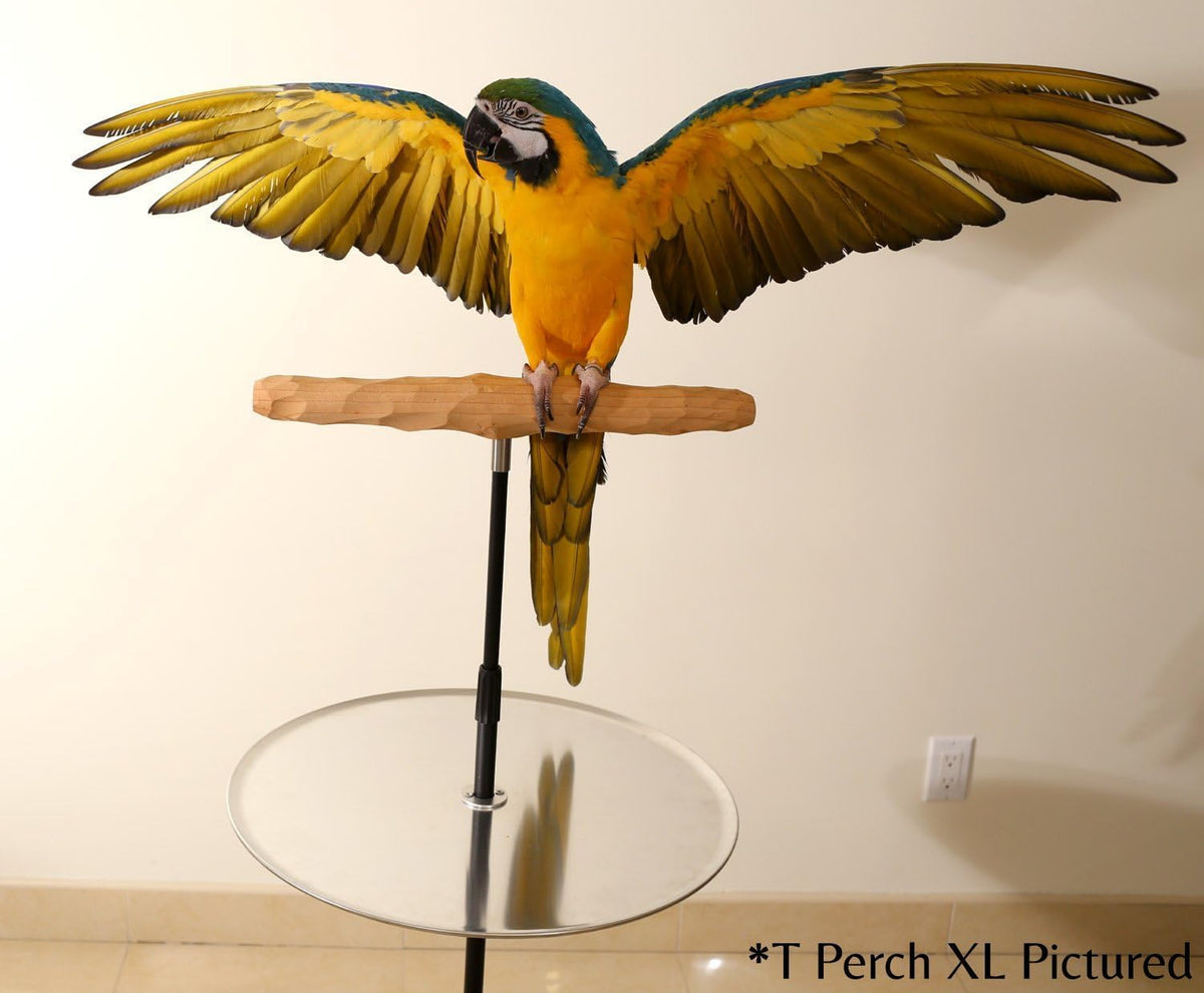 parrot training perch stand with potty tray (t showing dimensions