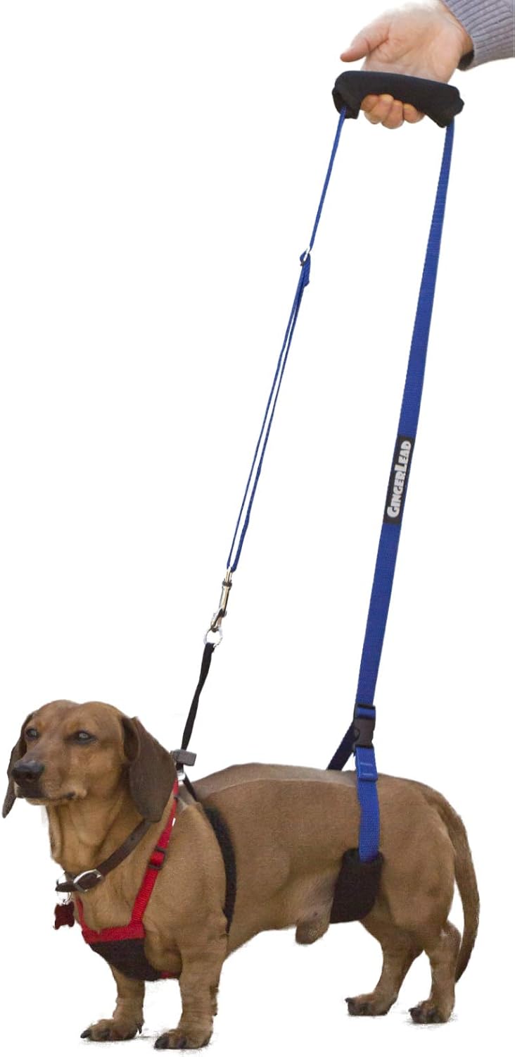 gingerlead® dog back support ivdd sling harness, x-small shown in use