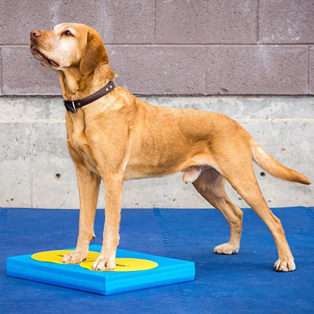 fitpaws® targets, dog fitness and agility training, rehabilitation, close-up detail