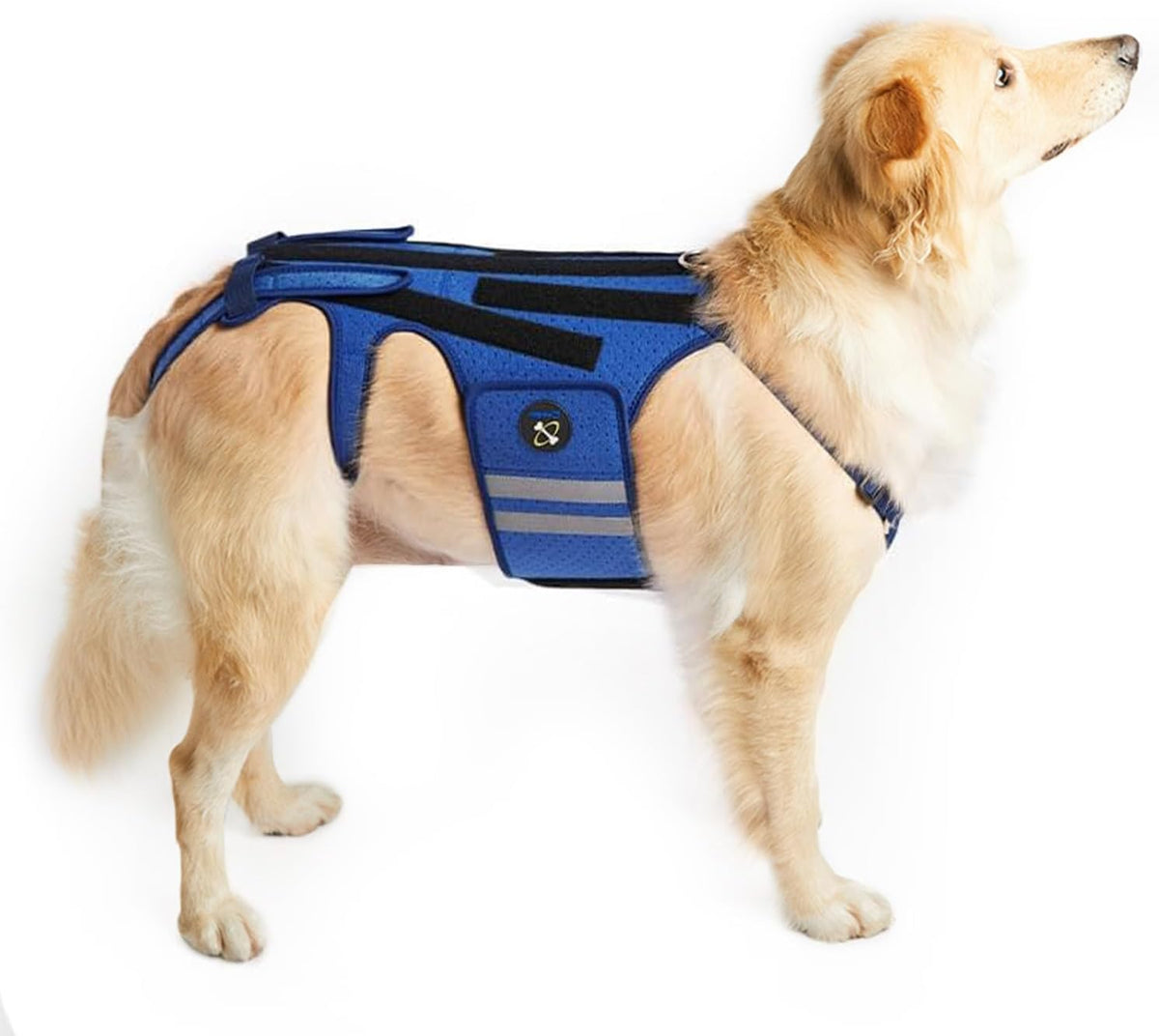 coodeo dog back brace for dogs arthritis, pet, main product view