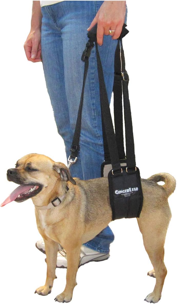 gingerlead® dog rear sling support harness, sm female, main product view