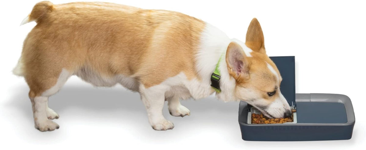 petsafe digital 2 meal programmable pet feeder, main product view