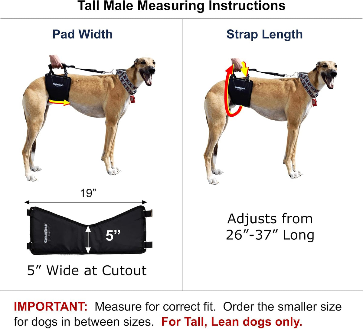 gingerlead® k9 support harness, rear end lift sling shown in use
