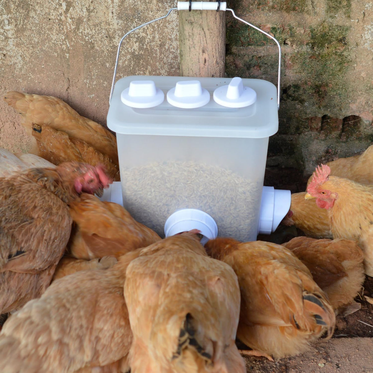 automatic chicken feeder chicken feed container hanging chicken shown in use