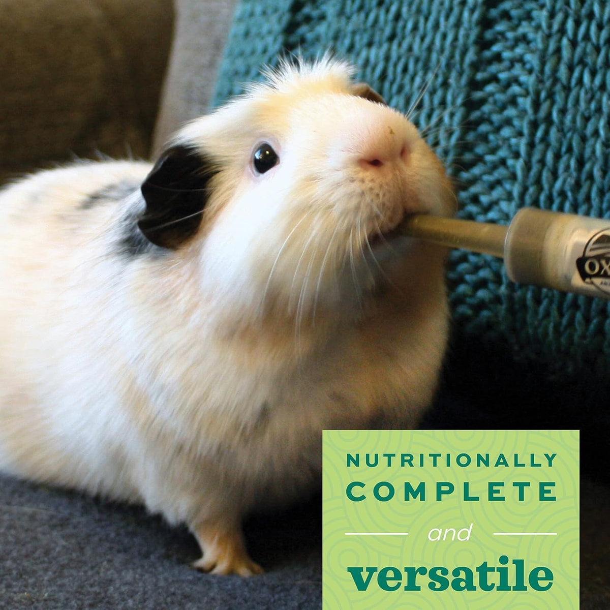 oxbow critical care herbivore small pet formula, apple showing dimensions