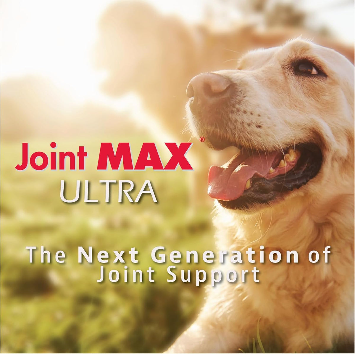 ultra advanced hip & joint support for dogs shown in use