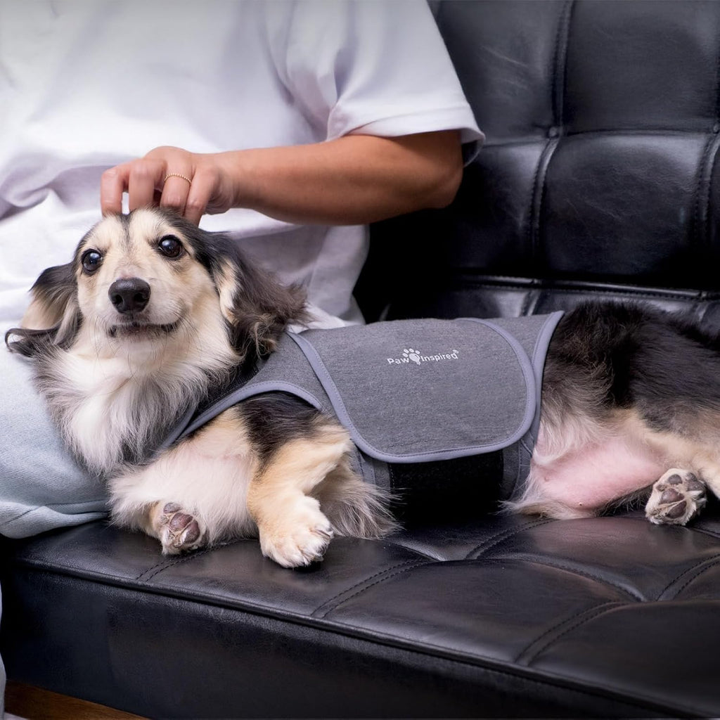 paw inspired dog anxiety vest, small on a desk or shelf