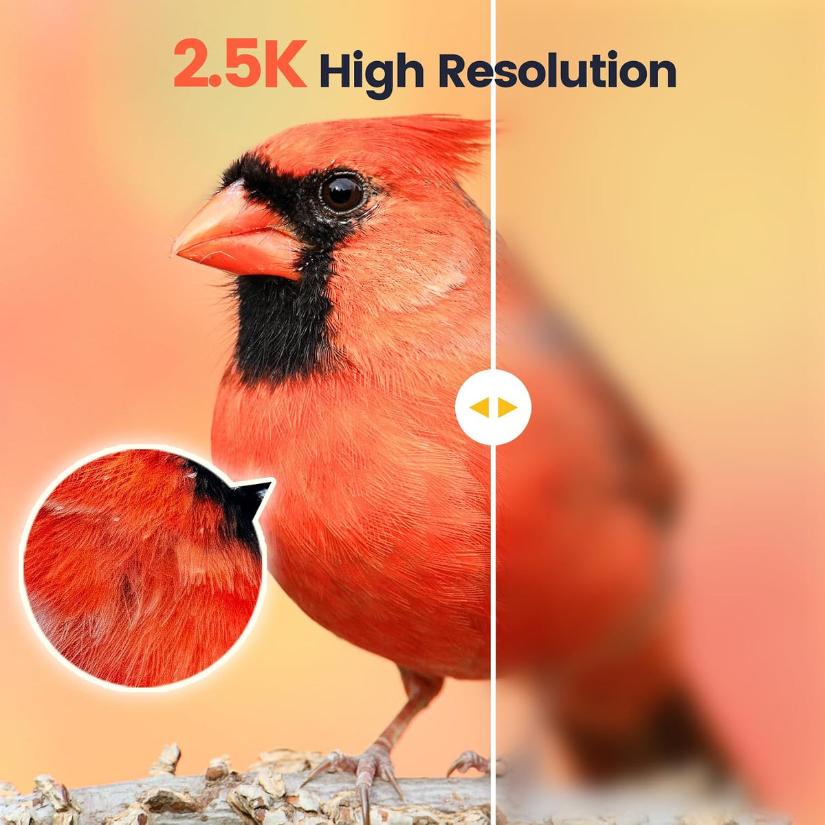 smart bird feeder with camera, solar charging long-lasting, close-up detail
