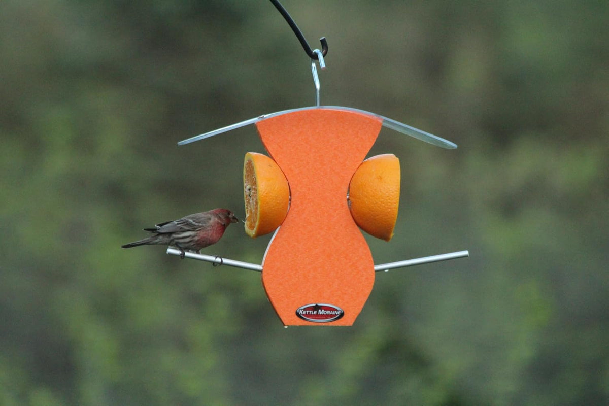 kettle moraine curved oriole orange fruit feeder showing dimensions