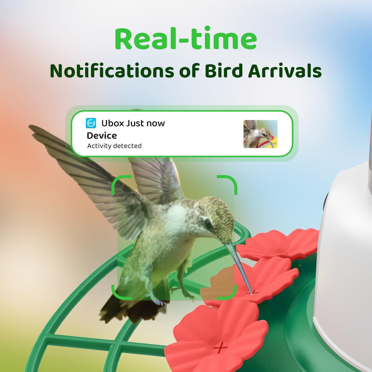 sehmua smart hummingbird feeder with camera, solar powered, close-up detail
