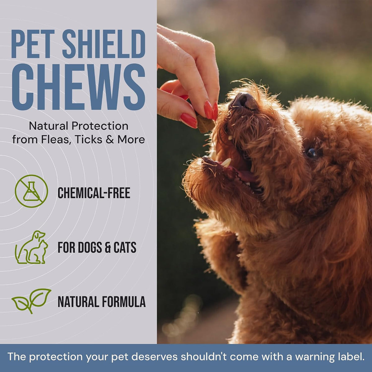 shield chews - natural flea & tick prevention shown in use