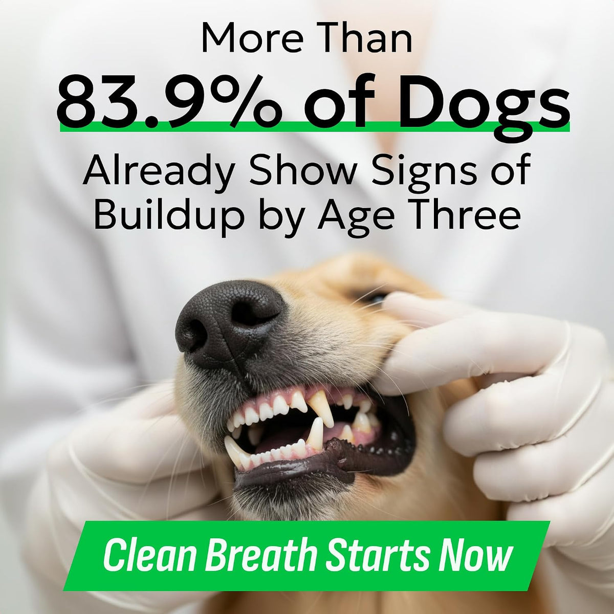 bark&spark dog teeth breath freshener chews, dental cleaning shown in use