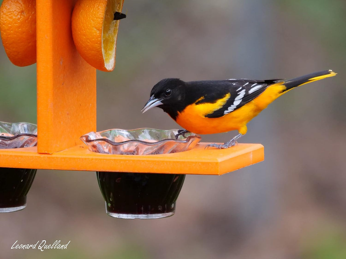 oriole bird feeder, double-cup, black/orange shown in use