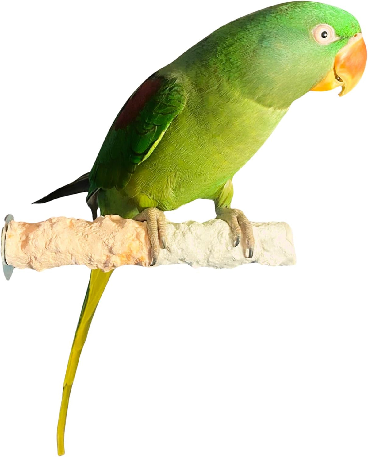 polly's edible cuttlebone calcium bird cage perch for shown in use