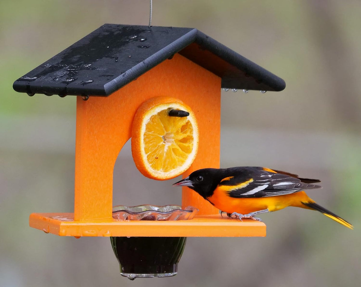 oriole bird feeder, for feeding grape jelly, black/orange, main product view