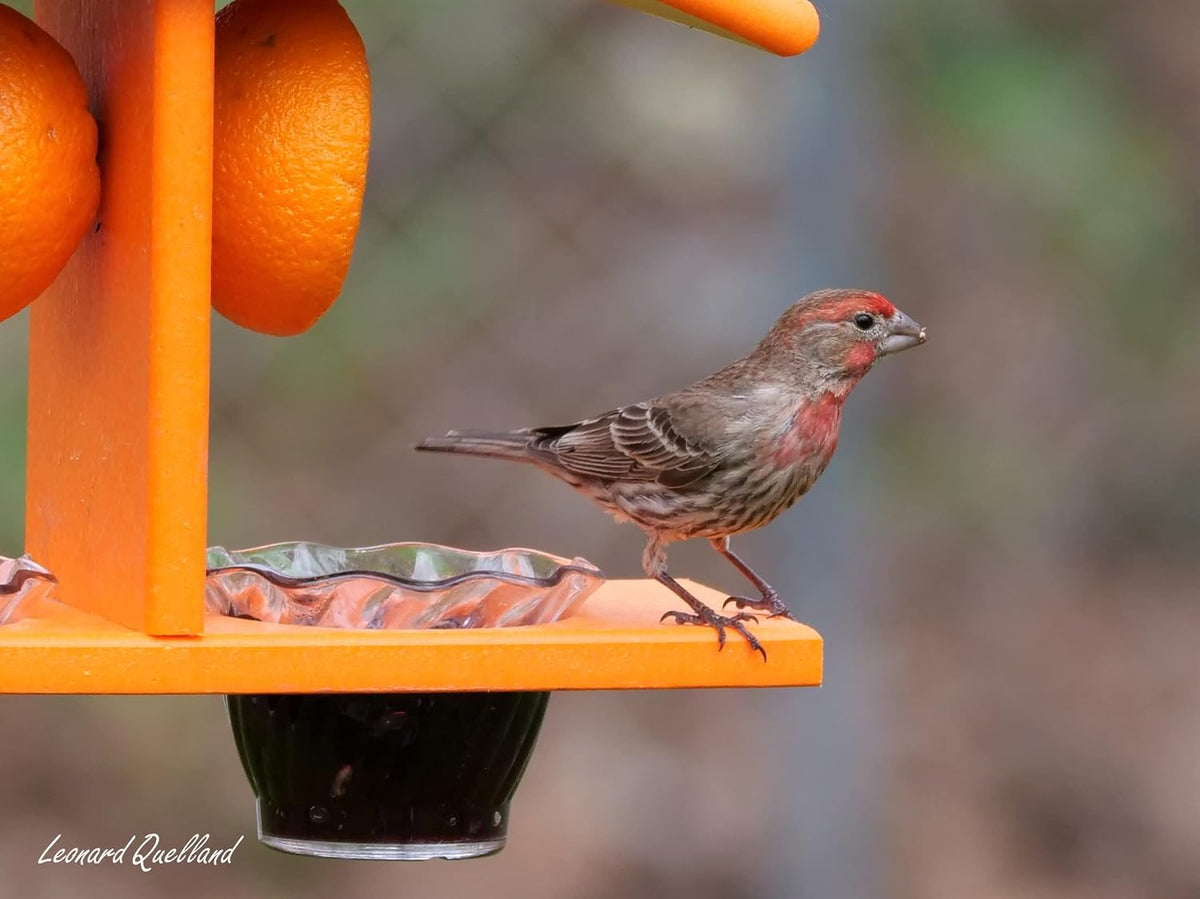 oriole bird feeder, triple deck, orange, close-up detail