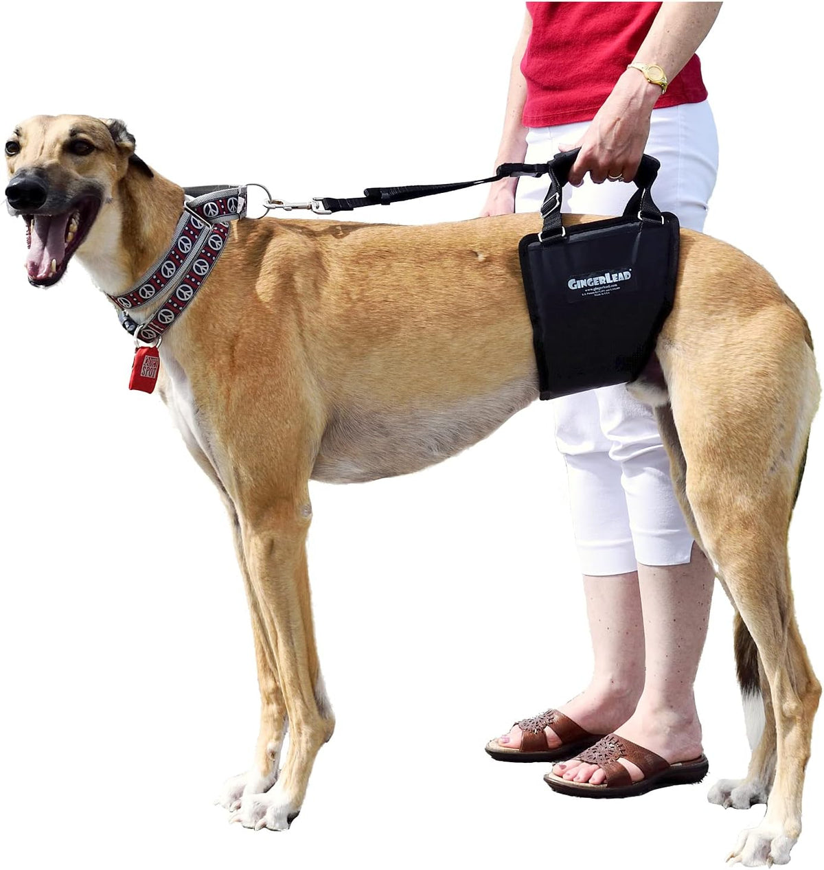 gingerlead® k9 support harness, rear end lift sling, main product view