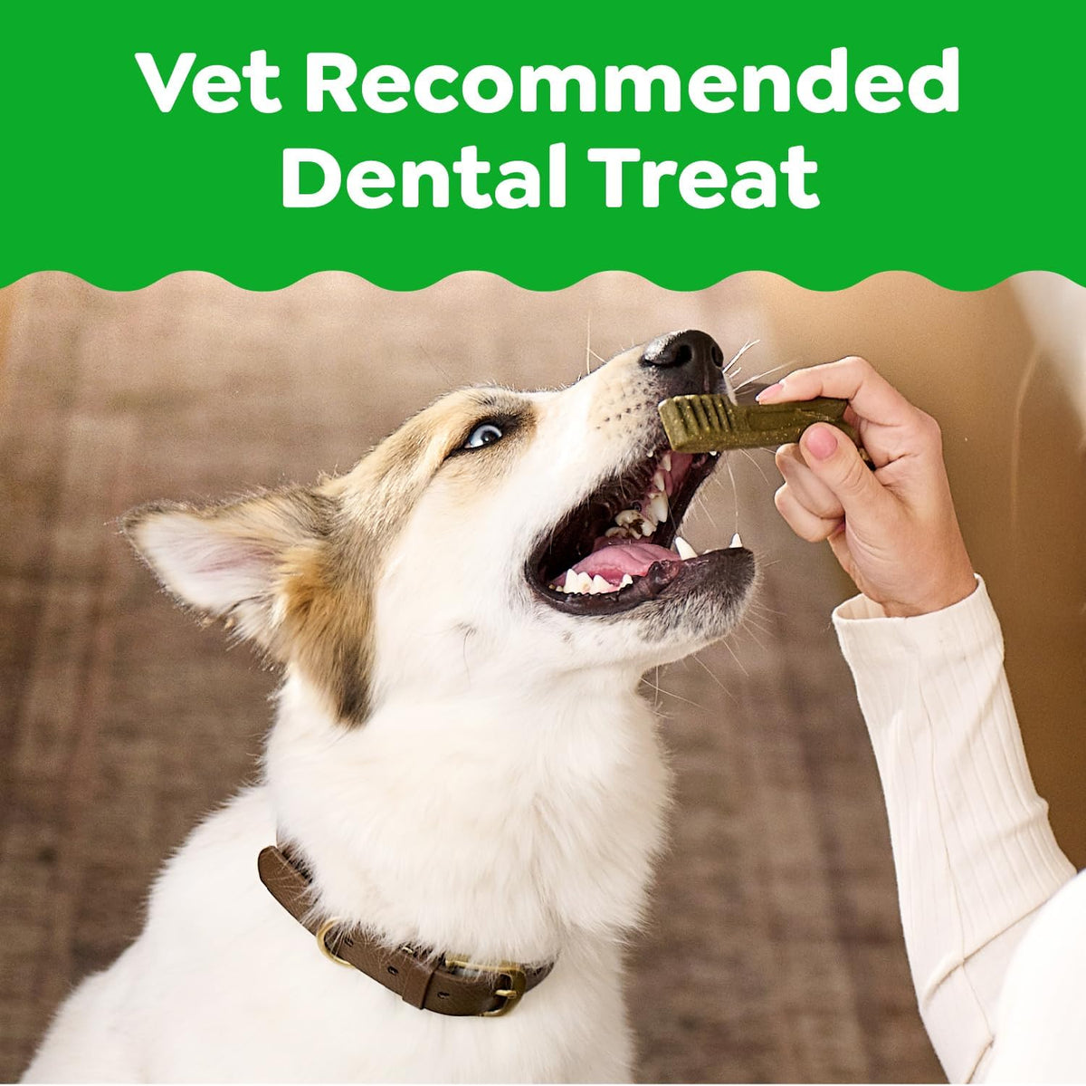 greenies dog treats,veterinarian-recommended natural dental dog treats,large size,sweet shown in use