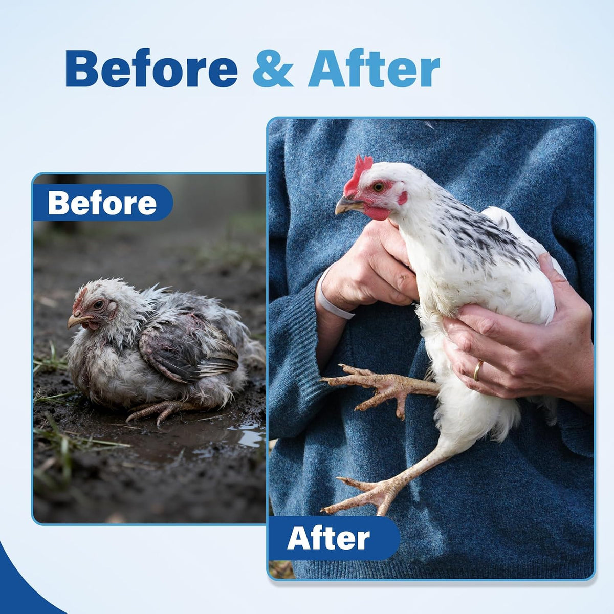 chicken dewormer – fenbendazole 20% (200 mg/ml) oral, side view