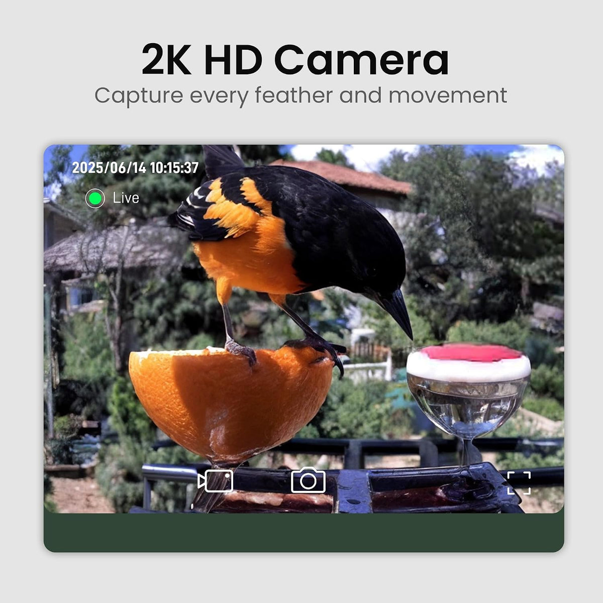 smart bird feeder with camera solar powered 2k shown in use