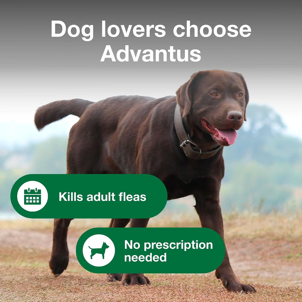 advantus (imidacloprid) soft chew flea treatment for dogs, close-up detail