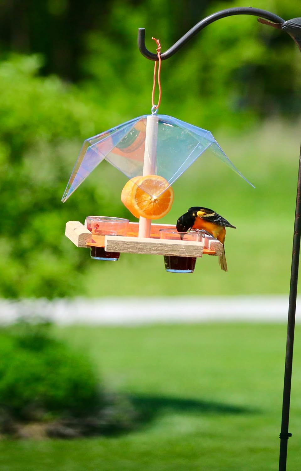 covered oriole buffet feeder, orange nectar jelly and shown in use