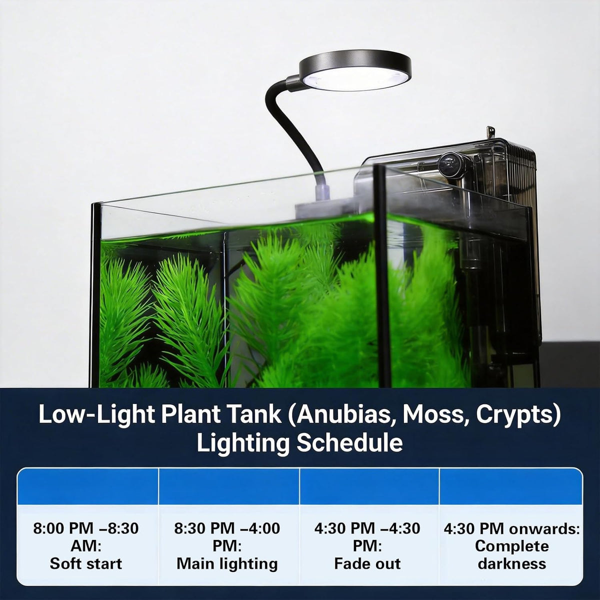 1.2 gallon small aquarium set glass fish tank,desktop, close-up detail