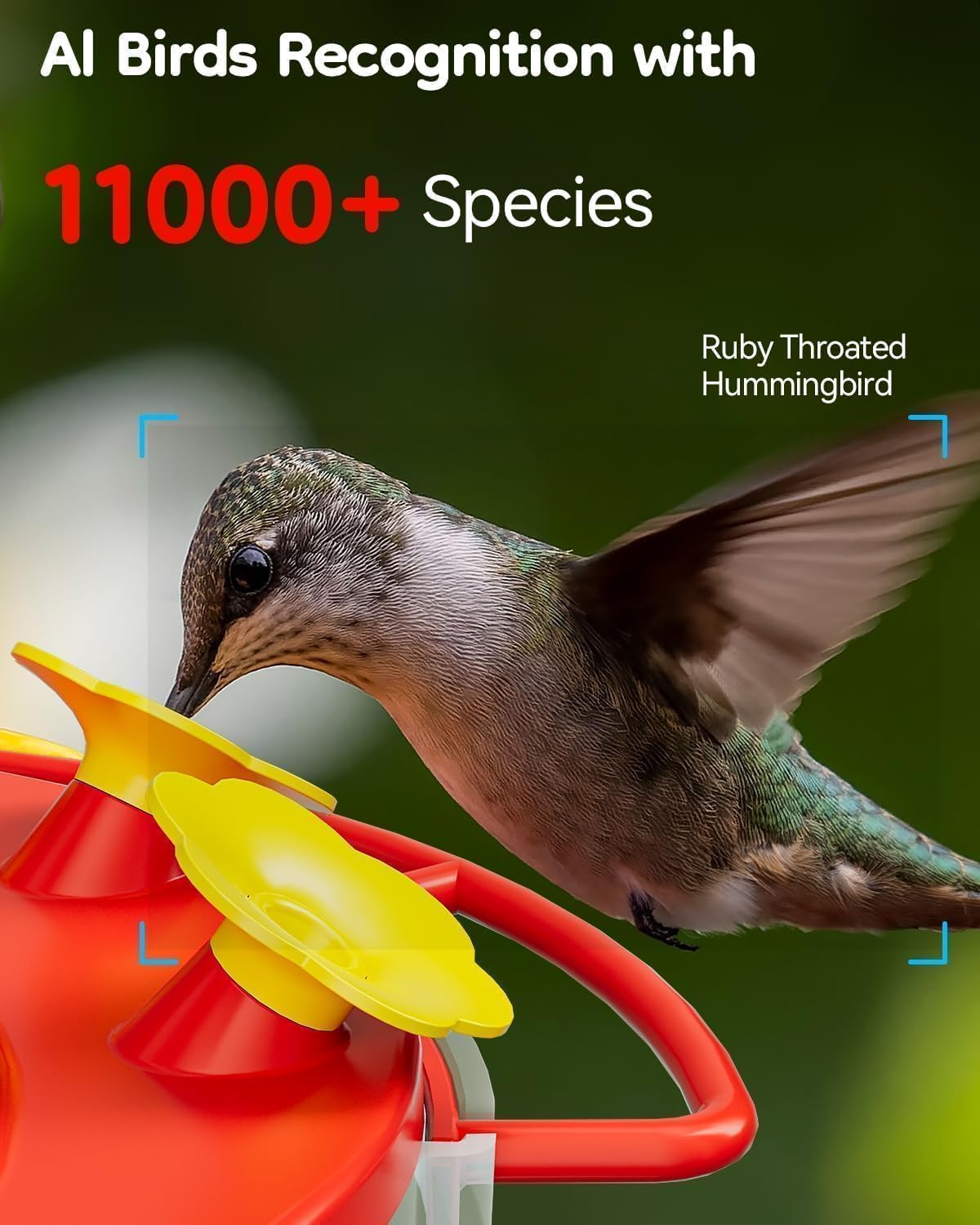 solar hummingbird feeder with camera, 2k live view shown in use