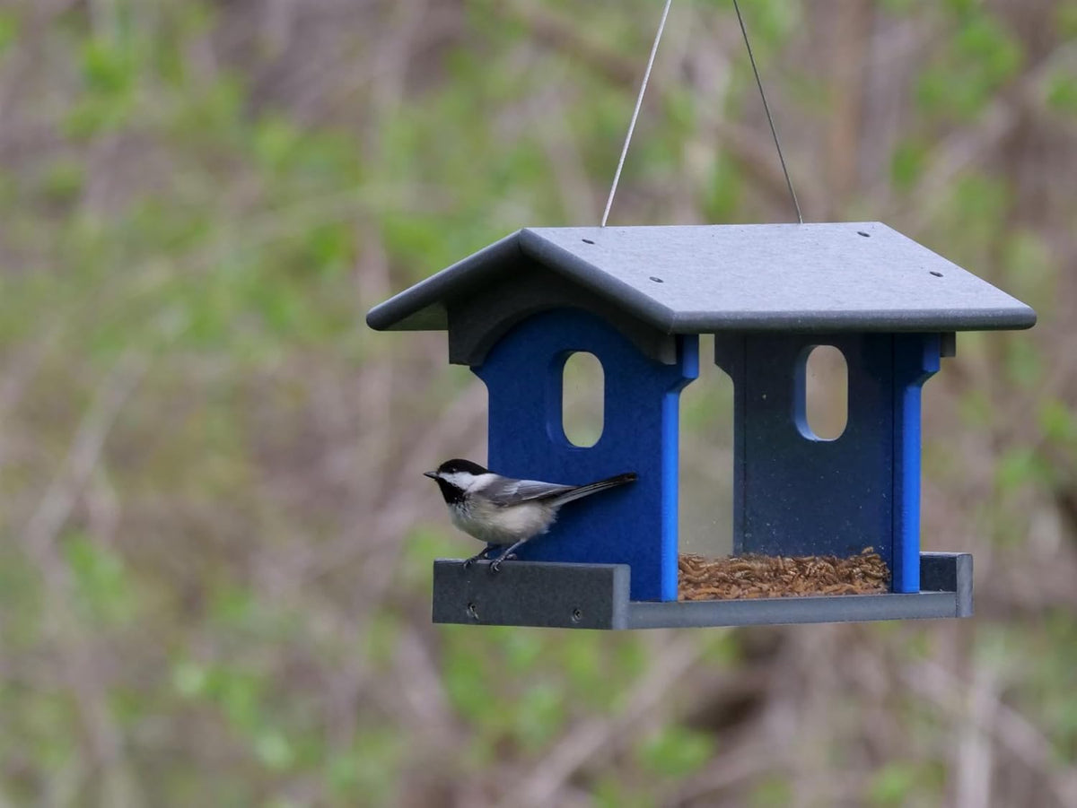 bluebird feeder - poly lumber - hanging blue showing dimensions