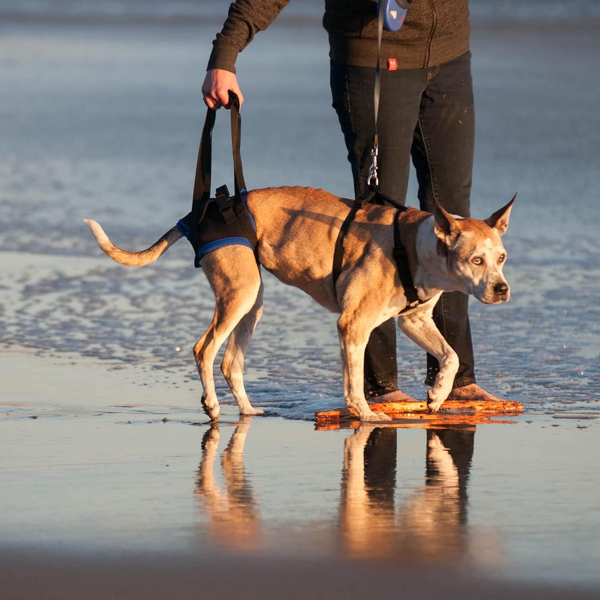 walkabout back end harness, dog and cat lifting showing dimensions