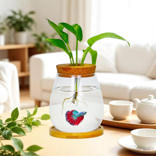 0.5 gallon fish bowl betta fish tank glass shown in use