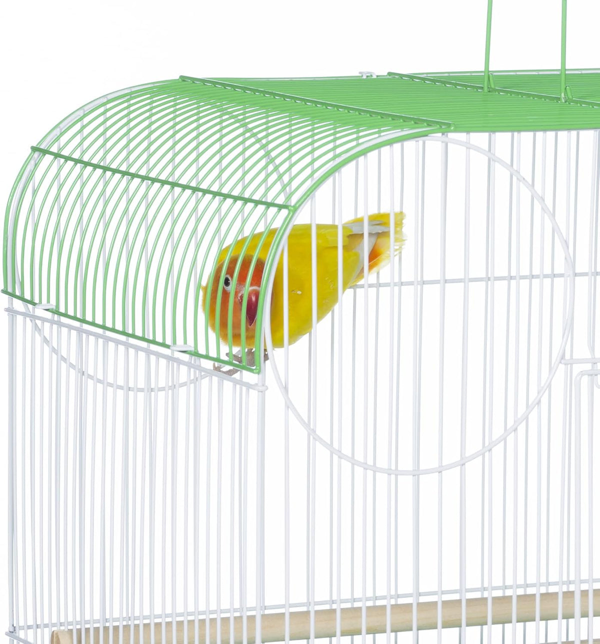 prevue pet products south beach flat top bird, close-up detail